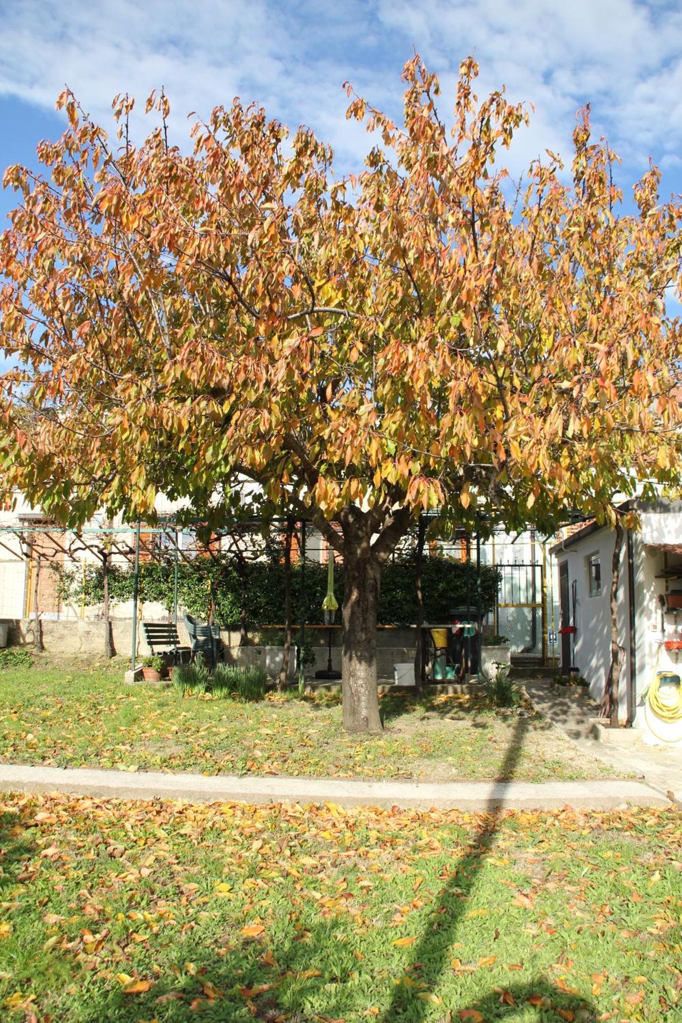 Il Gelsomino Villa Trieszt Kültér fotó